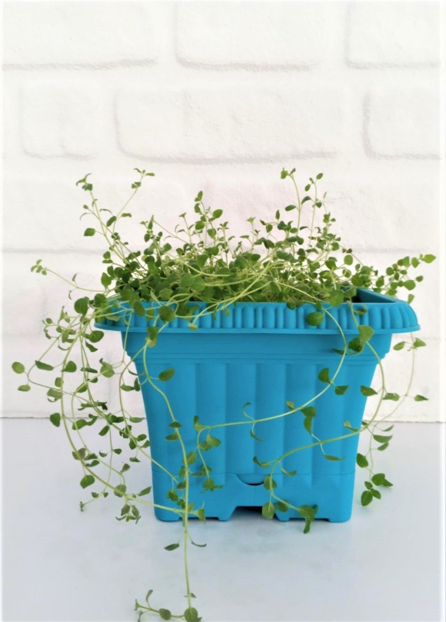 Balkon Saksısı 2,2 Lt 2 Adet Ova Balkon Model Turkuaz Renkli Plastik Saksı