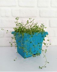Balkon Saksısı 2,2 Lt 2 Adet Ova Balkon Model Turkuaz Renkli Plastik Saksı