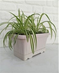 Balkon Saksısı 3,5 Lt 2 Adet Ova Balkon Model Krem Renkli Plastik Saksı