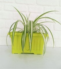 Balkon Saksısı 3,5 Lt 1 Adet Ova Balkon Model Sarı Renkli Plastik Saksı