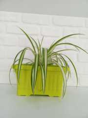 Balkon Saksısı 3,5 Lt 1 Adet Ova Balkon Model Sarı Renkli Plastik Saksı