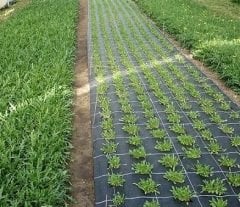 Taban Örtüsü 3x5 Metre Jüt Sera Örtüsü Malçlama  Yer Örtüsü