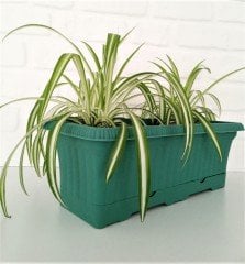 Balkon Saksısı 5,7 Lt 1 Adet Ova Balkon Model Petrol Yeşili Renkli Plastik Saksı
