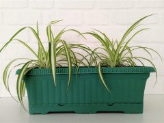 Balkon Saksısı 5,7 Lt 1 Adet Ova Balkon Model Petrol Yeşili Renkli Plastik Saksı