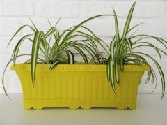 Balkon Saksısı 5,7 Lt 2 Adet Ova Balkon Model Sarı Renkli Plastik Saksı