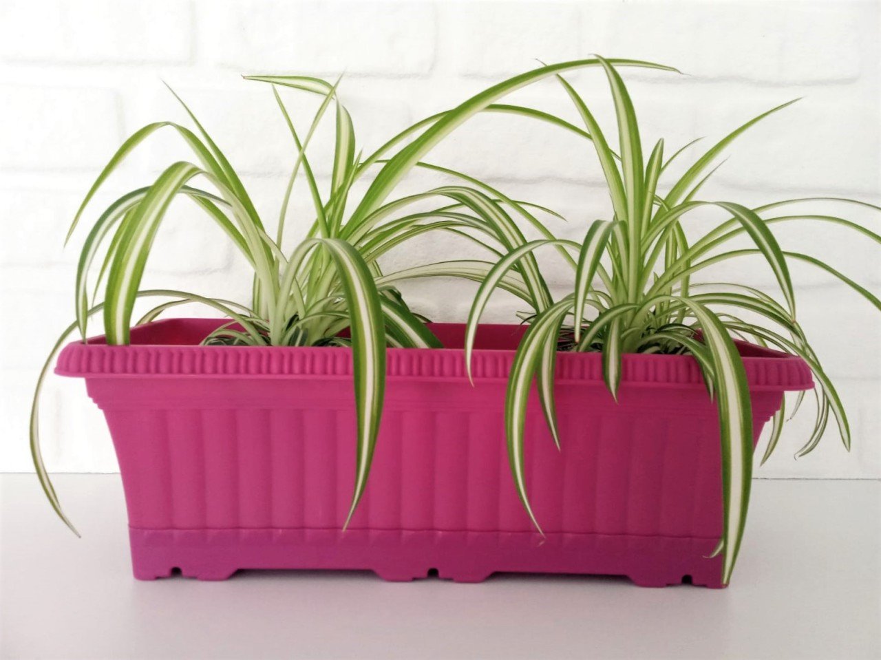 Balkon Saksısı 5,7 Lt 2 Adet Ova Balkon Model Vişne Renkli Plastik Saksı