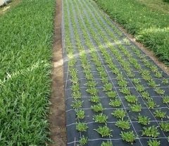 Taban Örtüsü 3x50 Metre Jüt Sera Örtüsü Malçlama  Yer Örtüsü