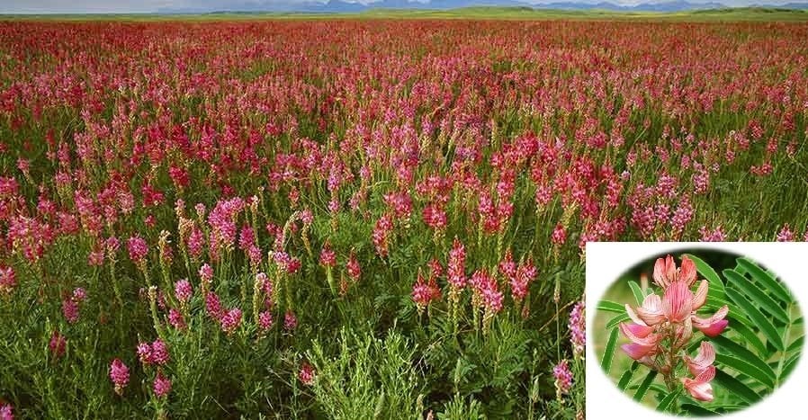 Korunga Tohumu 1 KG Yem Bitkisi Tohumu Korunga Otu Tohumu