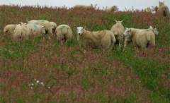 Korunga Tohumu 1 KG Yem Bitkisi Tohumu Korunga Otu Tohumu