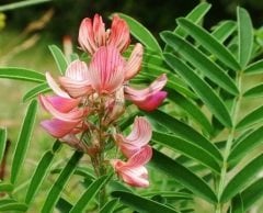 Korunga Tohumu 1 KG Yem Bitkisi Tohumu Korunga Otu Tohumu