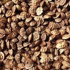 Korunga Tohumu 1 KG Yem Bitkisi Tohumu Korunga Otu Tohumu