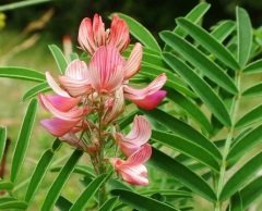 Korunga Tohumu 5 KG Yem Bitkisi Tohumu Korunga Otu Tohumu