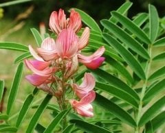 Korunga Tohumu 10 KG Yem Bitkisi Tohumu Korunga Otu Tohumu