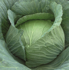 Yaprak/Karalahana  Tohumu 1 Paket (10 GR 3. 000 Adet) Tohum Sebze Tohumu