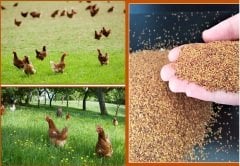 Tavuk Yoncası Tohumu 1 KG Ak Üçgül Bodur Yonca Trifolium Repens