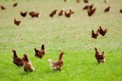 Tavuk Yoncası Tohumu 1 KG Ak Üçgül Bodur Yonca Trifolium Repens