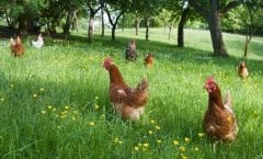 Tavuk Yoncası Tohumu 2 KG Ak Üçgül Bodur Yonca Trifolium Repens