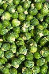 Brüksel Lahanası Tohumu 1 Paket (200 Adet ) Tohum Sebze Tohumu