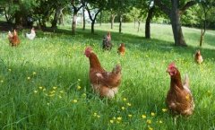 Tavuk Yoncası Tohumu 5 KG Ak Üçgül Bodur Yonca Trifolium Repens