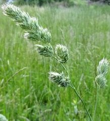 Domuz Ayrığı Tohumu 1 KG Ayrık Otu Tohumu Yem Bitkisi Tohumu