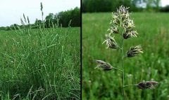 Domuz Ayrığı Tohumu 1 KG Ayrık Otu Tohumu Yem Bitkisi Tohumu