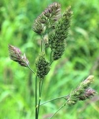 Domuz Ayrığı Tohumu 5 KG Ayrık Otu Tohumu Yem Bitkisi Tohumu