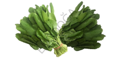Tere Tohumu 1 Paket 10 Gr (2000 Adet) Helen Tere Tohumu