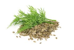 Dere Otu Tohumu 1 Paket 10 Gr  Dereotu Tohumu Sebze Tohumu