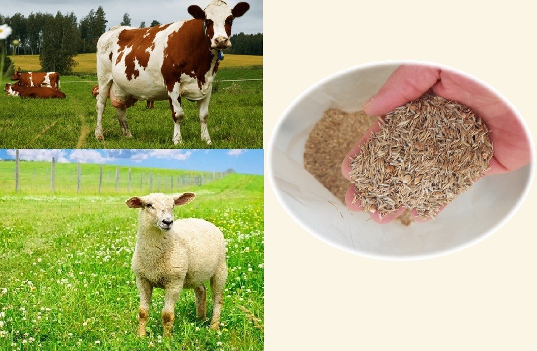 Çayır Mera Tohumu 3 KG Çayır Mera Karışımı Yem Bitkisi Tohumları