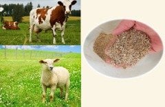 Çayır Mera Tohumu 10 KG Çayır Mera Karışımı Yem Bitkisi Tohumları