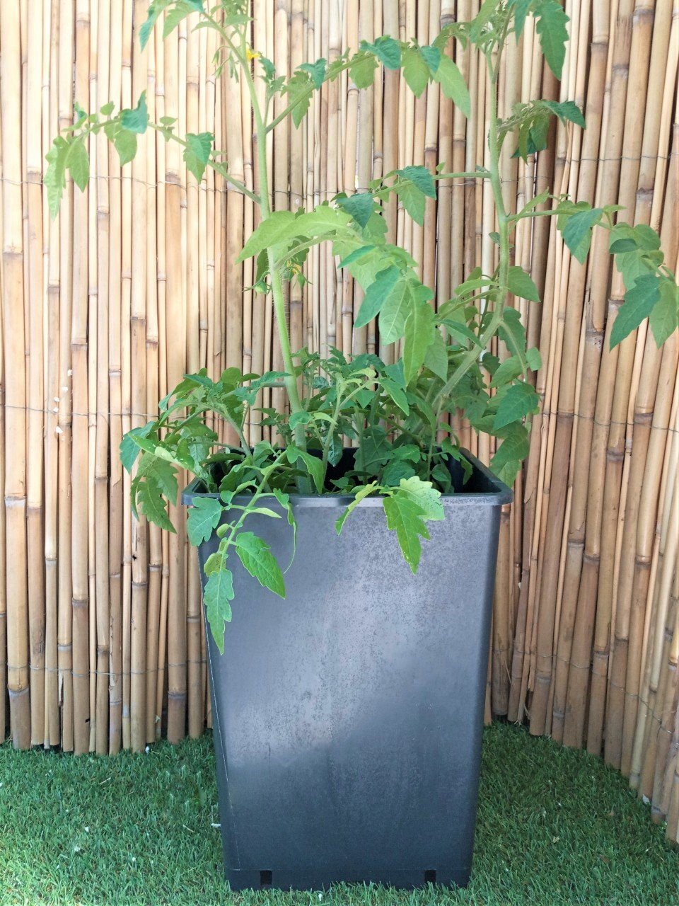 Kare Üretim Saksısı 15 LT Siyah Plastik Saksı 1 ADET