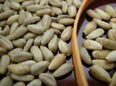 Enginar Tohumu 1 Paket (20 Adet Tohum) Sebze Tohumu