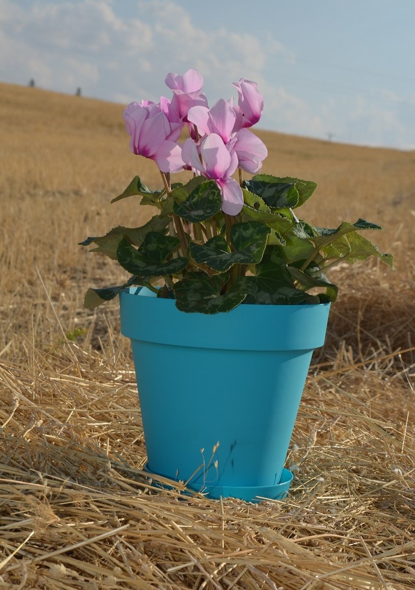 Renkli Saksı 1,7 LT 1 Adet Turkuaz Renk Yalı Model Plastik Tabaklı Çiçek Saksısı