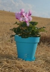 Renkli Saksı 1,7 LT 1 Adet Turkuaz Renk Yalı Model Plastik Tabaklı Çiçek Saksısı