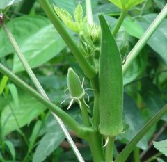 Sultani Bamya Tohumu 1 Pakette 10 Gr Tohum Sebze Tohumu