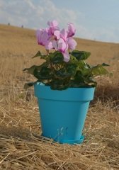 Renkli Saksı 1,7 LT 2 Adet Turkuaz Renk Yalı Model Plastik Tabaklı Çiçek Saksısı