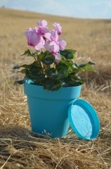 Renkli Saksı 1,7 LT 3 Adet Turkuaz Renk Yalı Model Plastik Tabaklı Çiçek Saksısı