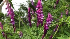 Macar Fiğ Tohumu 2 KG Fiğ Tohumu Macar Fiği Yem Bitkisi Çeşitleri