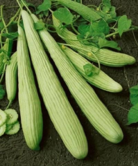 Acur-Acar  Tohumu Kornişon 1 Paket (400 Adet Tohum) Sebze Tohumu