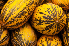 Kavun Tohumu 1 Paket (10 GR 300 Adet Tohum) Kırkağaç Kavun Sebze Tohumu