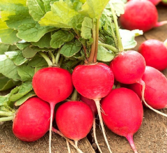 Kırmızı Turp Tohumu 1 Paket 10 GR (3000 Adet) Fındık Turp Tohumu Sebze Tohumu