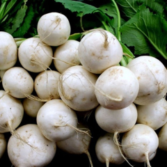 Beyaz Turp Tohumu 1 Paket 10 GR (3000 Adet) Sebze Tohumu