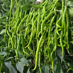 Acı Kıl Biber Tohumu 1 Paket 10 GR (2.8000 Adet) Tohum Sebze Tohumu