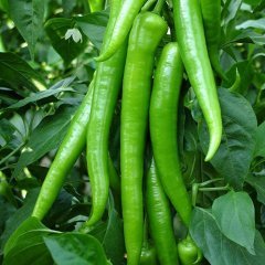 Demre Biber Tohumu 1 Paket 10 GR (2.8000 Adet) Tohum Sebze Tohumu