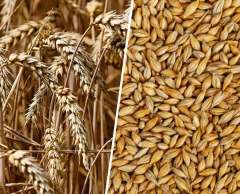 Arpa Tohumu 3 KG Doğal İlaçsız Arpa Tane Arpa  Kuş Yemi Arpa