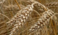 Arpa Tohumu 3 KG Doğal İlaçsız Arpa Tane Arpa  Kuş Yemi Arpa