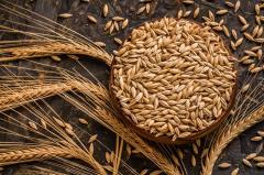 Arpa Tohumu 2 KG Doğal İlaçsız Arpa Tane Arpa  Kuş Yemi Arpa