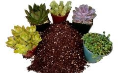 Kaktüs Toprağı 10 Lt Özel Karışım Sukulent Toprağı Aloe Vera Toprağı