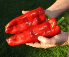 Yağlık Kapya Biber Tohumu 1 Paket 10 GR (2.8000 Adet) Tohum Sebze Tohumu