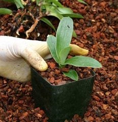 Orkide Toprağı 3 LT Özel Karışım Orkide Toprağı 3 Karışım